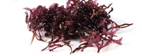 a pile of seaweed on a white background