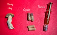 a syringe, capsules, and mushrooms on a red background